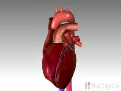 Konjestif Kalp Yetmezliği Animasyon